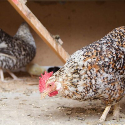 Chickens and chicks in the farmhouse coop.