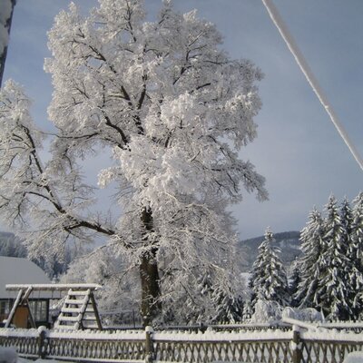 Linden tree deeply snow-covered