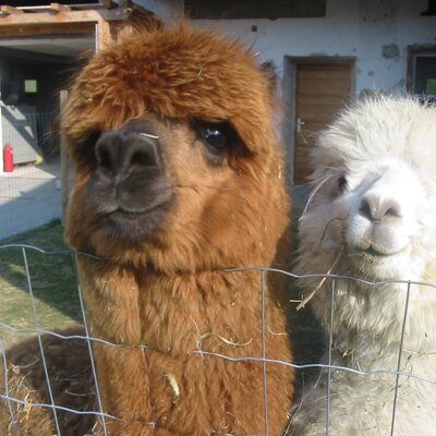 Guests can observe two alpacas, one brown and one white, behind a fence at the farmhouse.