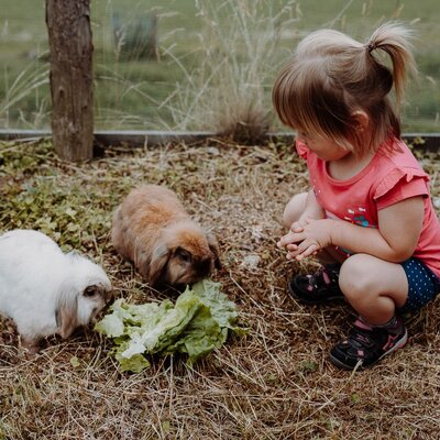 A child interacts with two rabbits eating lettuce on the grounds of the Farm House.