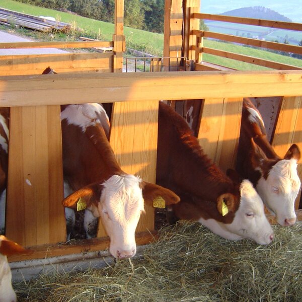Fresh hay for the calves