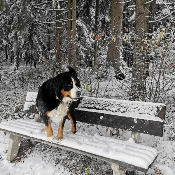 Pet-friendly access to snowy forest walks from the Farm House, with a Bernese Mountain Dog on a snow-covered bench.