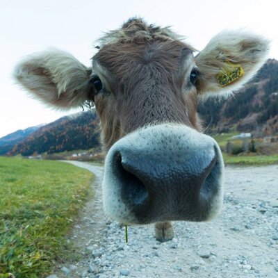 Cows from our mountainfarm