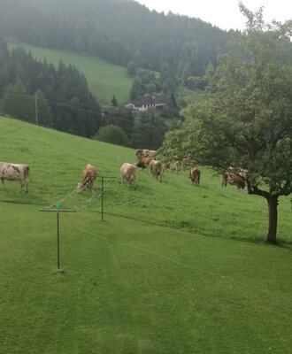 The farmhouse overlooks cows grazing on a green hillside, with forested mountains visible in the background.