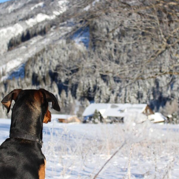A dog observes the snow-covered mountain landscape with other farm houses visible in the distance.