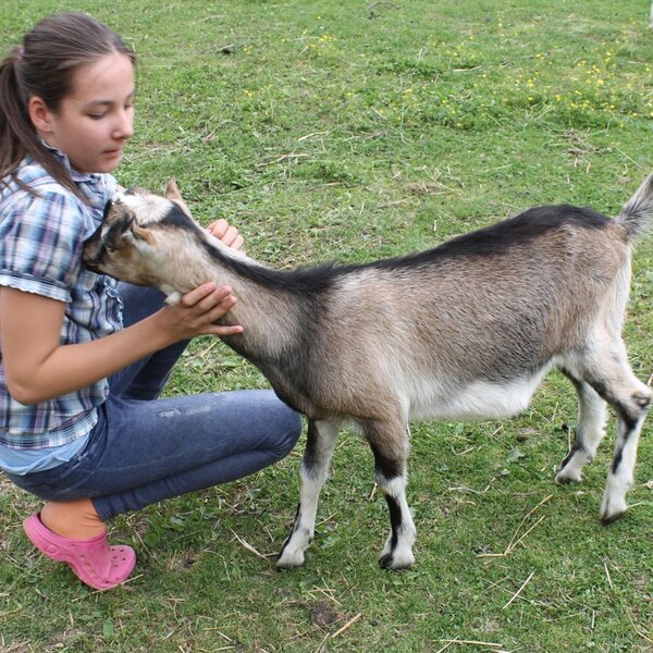 Goats for petting