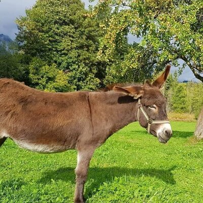 Donkey Lady Dorli