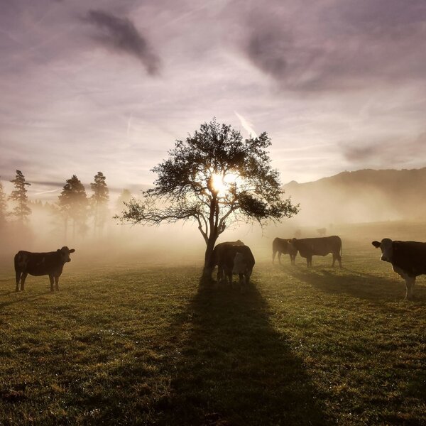 Our cattle in the pasture