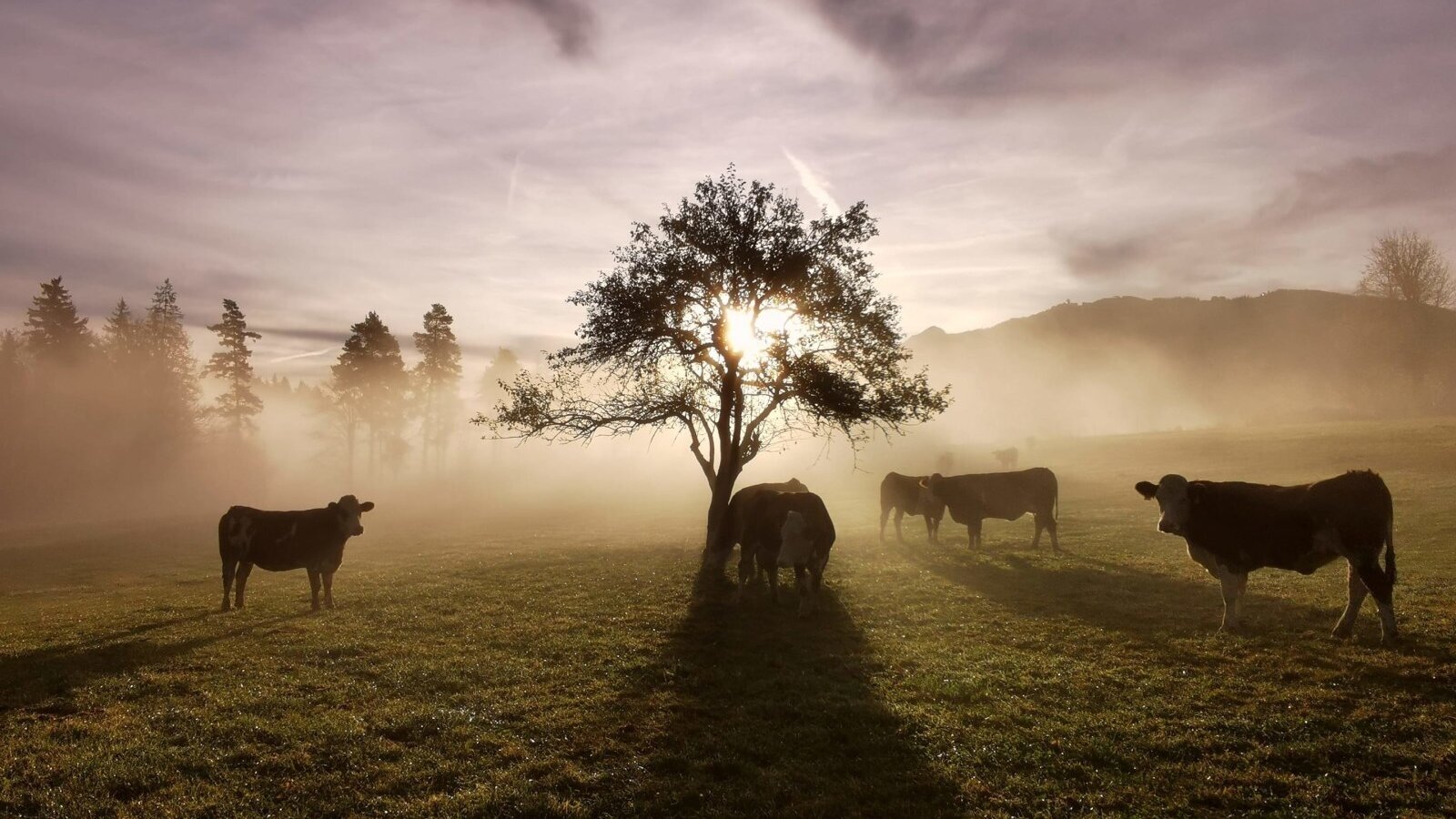 Our cattle in the pasture