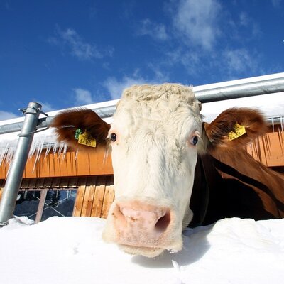 We cows are also allowed out in winter!