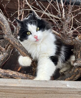 Cat Rossi