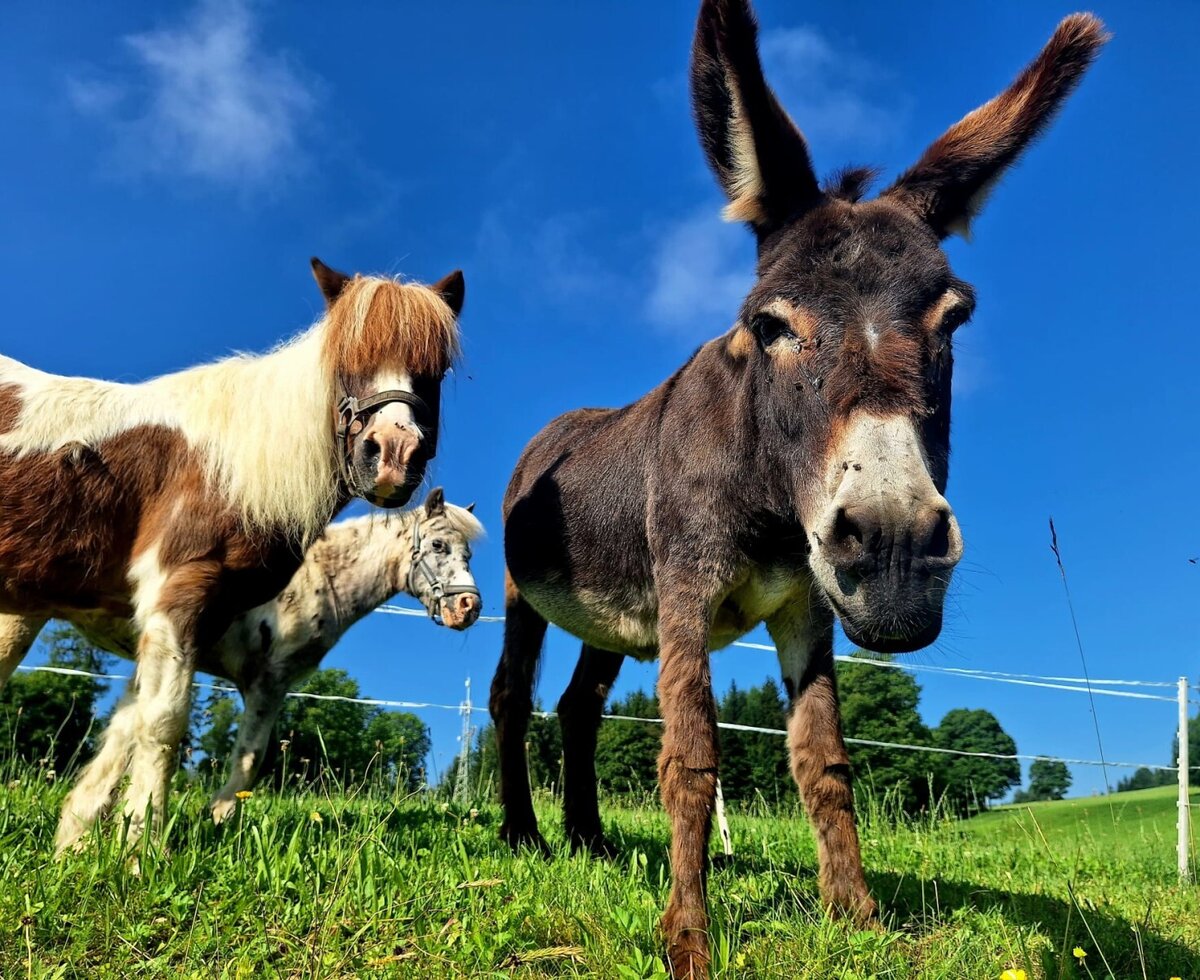 A curious donkey and two ponies on the farmhouse's green pastures under a clear blue sky.