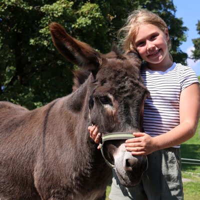 An adorable, friendly donkey on the farmhouse's sunny green pastures.