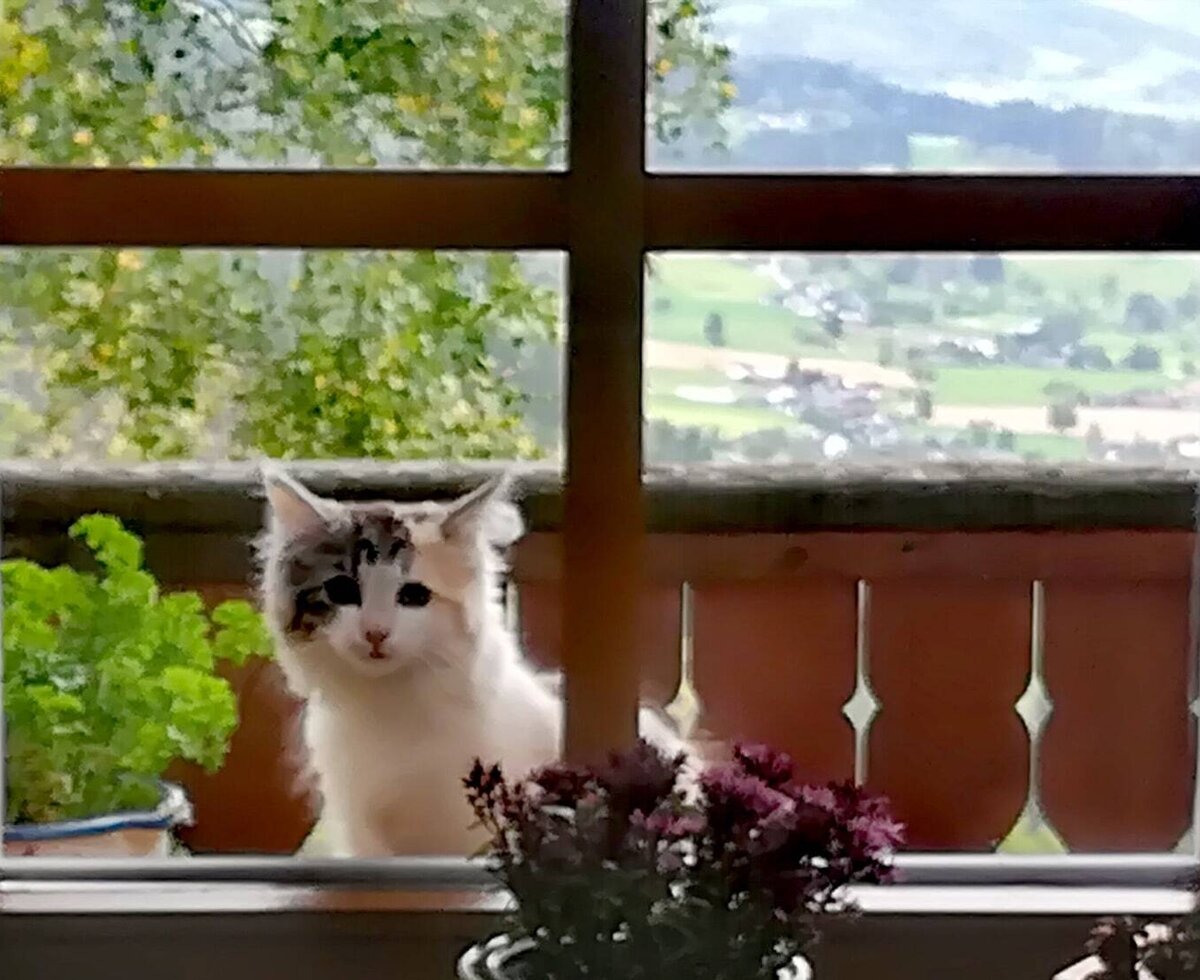 A cat on the balcony of the Farm House with a panoramic view of the valley.
