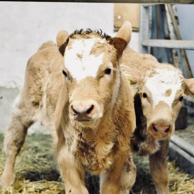 Two young calves in the barn of the Farm House.