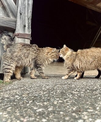Cats