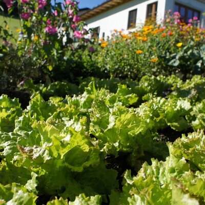 The vegetable garden at the Farm House features rows of fresh lettuce and colorful flowers.