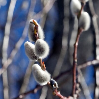 Pussy willow catkins on branches, showcasing the natural environment of the Farm House.