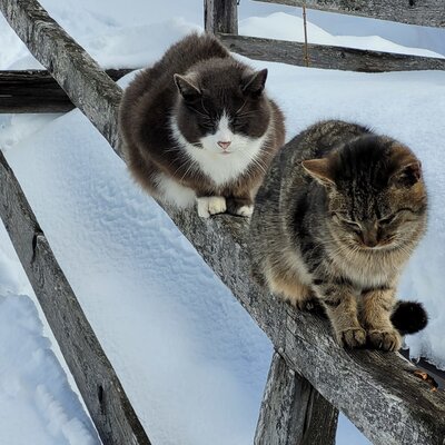 Two cats sitting on a wooden fence in the snow at the farmhouse.
