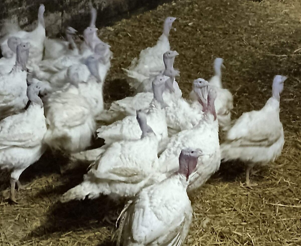 White turkeys on the farmhouse.