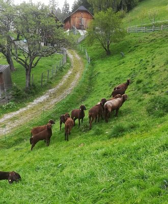 A flock of brown sheep graze on the green hillside pasture leading up to the farmhouse.