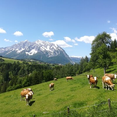 The farmhouse's natural surroundings, featuring cows grazing on a green hillside with snow-capped mountains and forests in the distance.