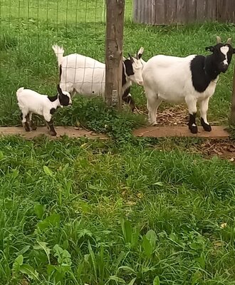 Farm animals, including adult and young goats, in a fenced grassy area at the farm house.