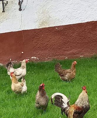A rooster and several hens on the grassy lawn at the farm house.