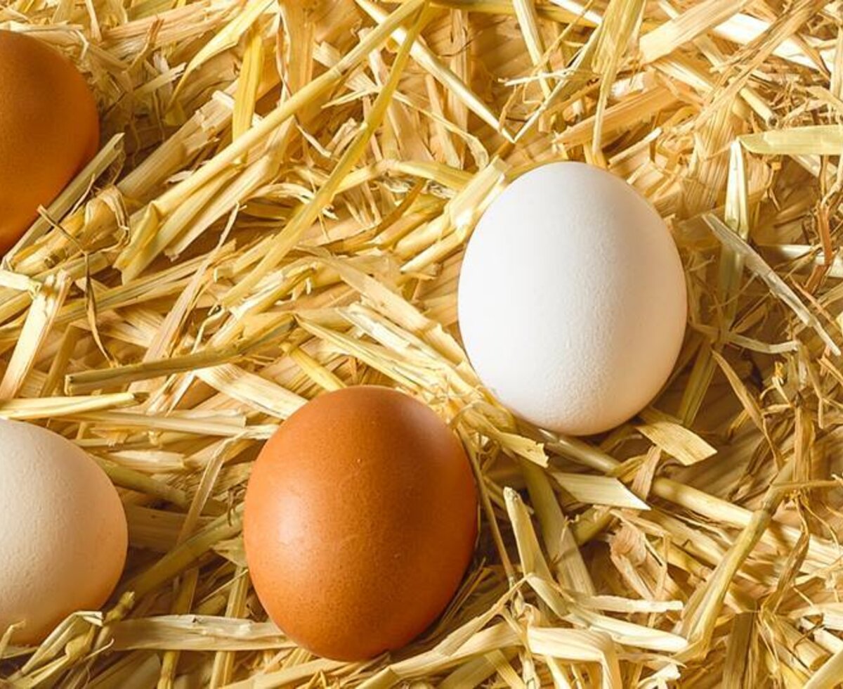 Fresh eggs from the farmhouse.