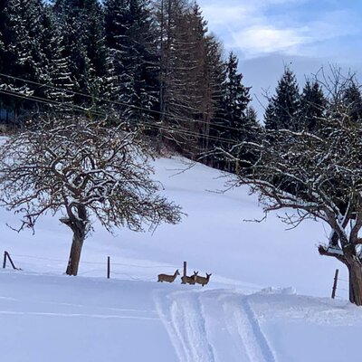 Three deer on a snowy path in the winter landscape with trees and forest around the farmhouse.