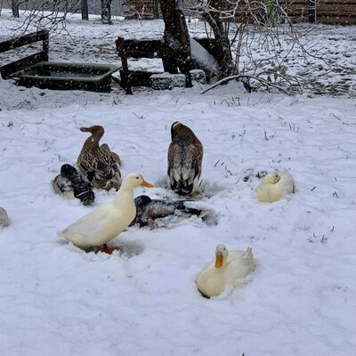 Ducks in the snow at the farmhouse.