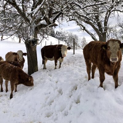 Cows on the farmhouse property in the snow.