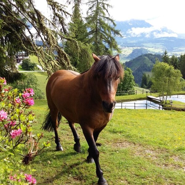Our horse on the pond