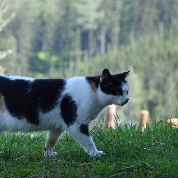 A calico cat walks on the grass at the farm house.