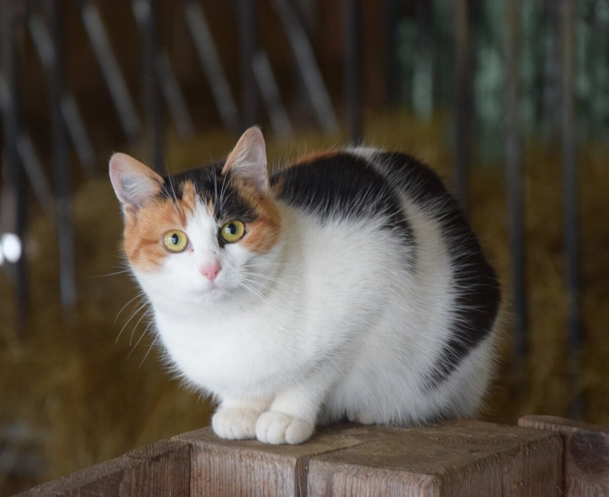 A tri-color cat sitting on a wooden beam in the barn of the Farm House.
