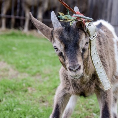 A young goat with a collar on the farmhouse meadow.