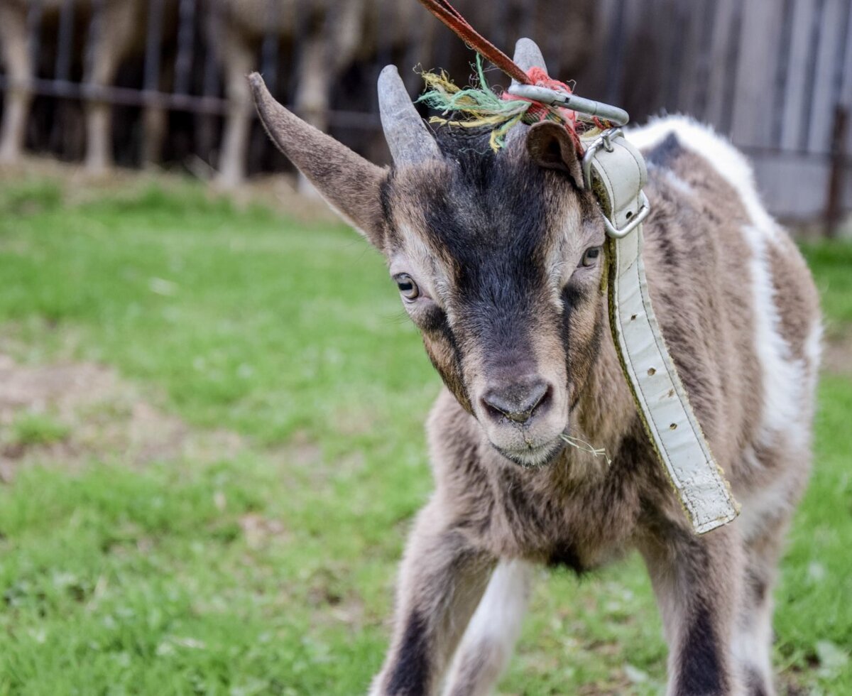 A young goat with a collar on the farmhouse meadow.