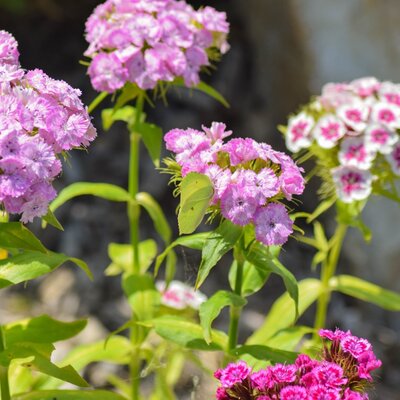 Flowers in the farmhouse garden, with a light green butterfly on pink blossoms.