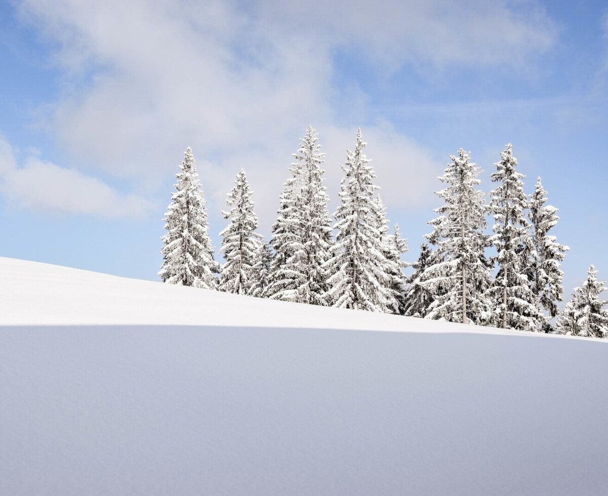 Snow-covered fir trees on a hill under a blue sky with clouds.