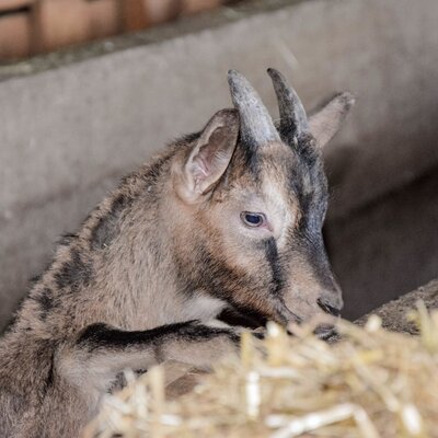 A goat kid with small horns at the farmhouse.
