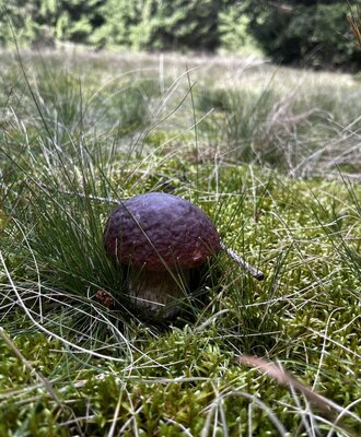 A mushroom in moss and grass, showcasing the natural environment around the farmhouse.