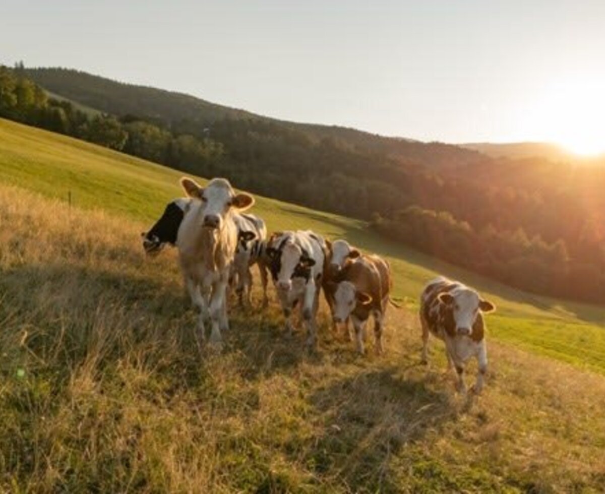 Cow