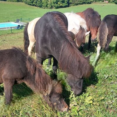 Horses grazing in the farmhouse meadow, with the outdoor swimming pool in the background.