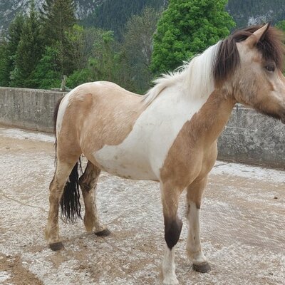 Our great joy d´Daò imported from Iceland.