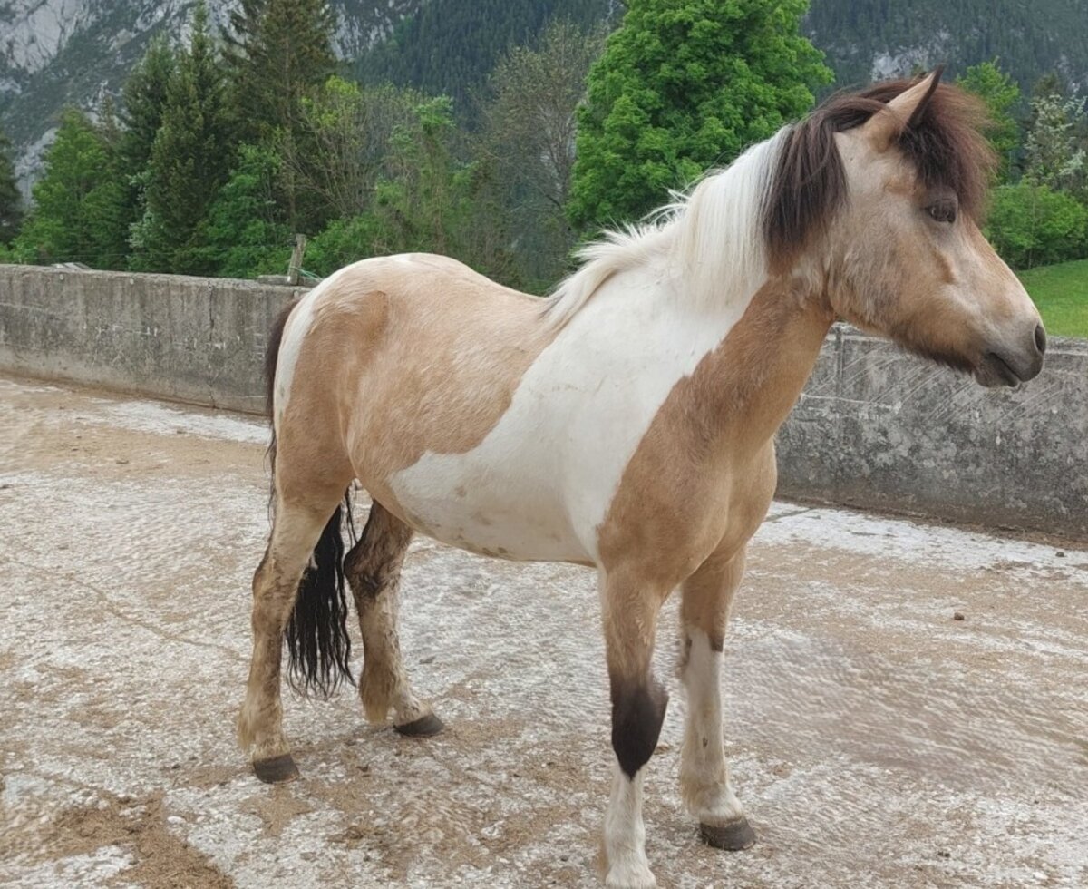 Our great joy d´Daò imported from Iceland.