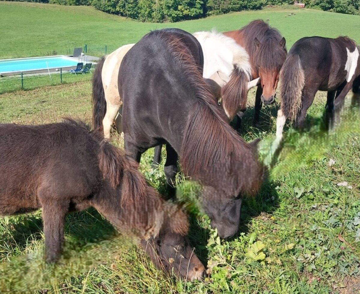 Horses grazing in the farmhouse meadow, with the outdoor swimming pool in the background.