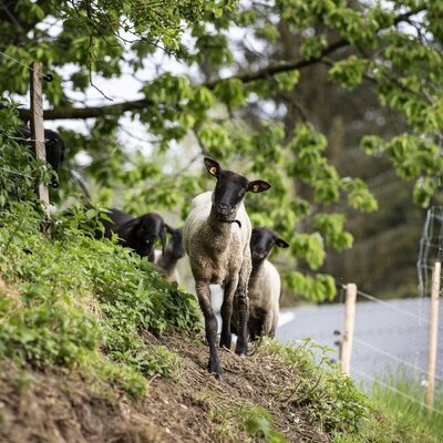 Our flock of sheep in the enclosure. c_miriam_raneburger