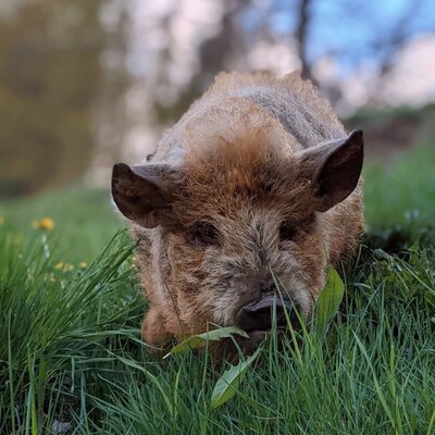 Kune Kune pig Frieda loves the fresh grass. c_autdany