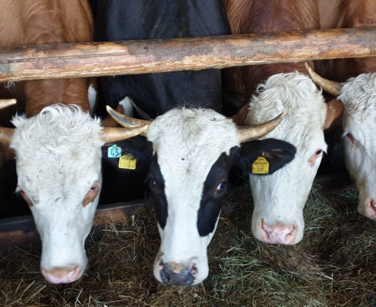 Cows with horns feeding on hay in a barn at the farm house.