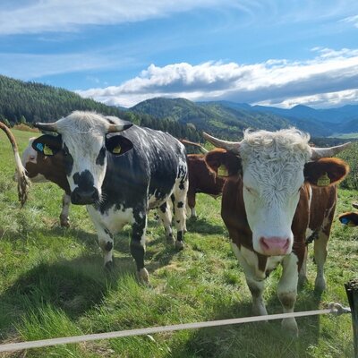 Cows with horns and ear tags stand in the mountain pasture at the farm house.